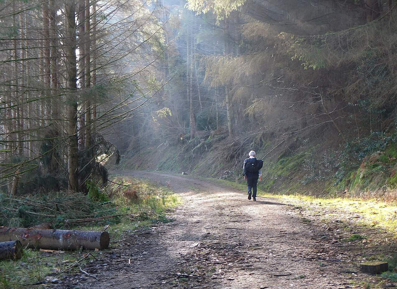 Sunbeams breaking through a forest canopy