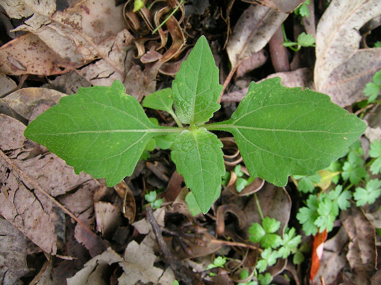 A young seedling pushing up through leaf litter